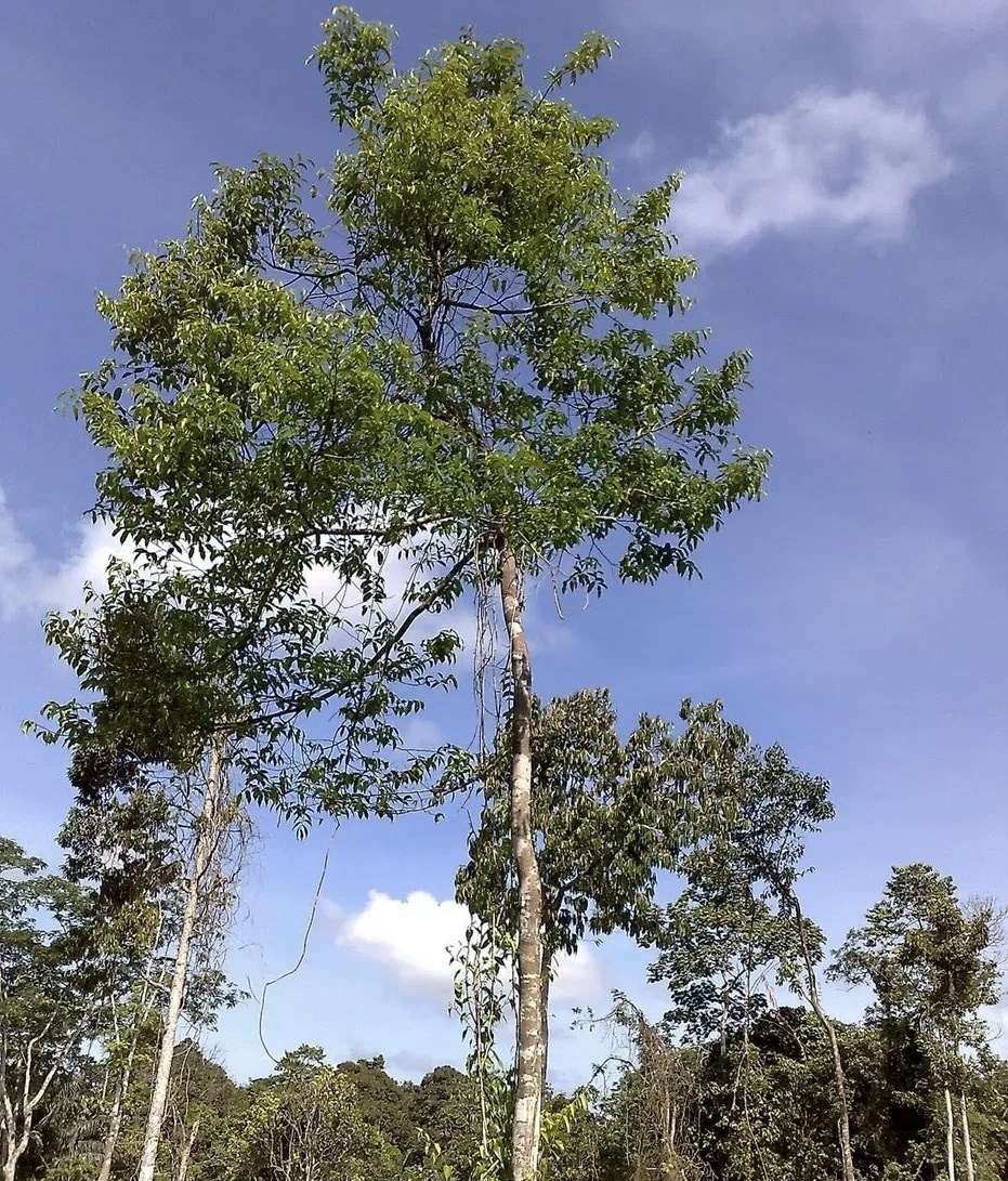 Агаровое дерево