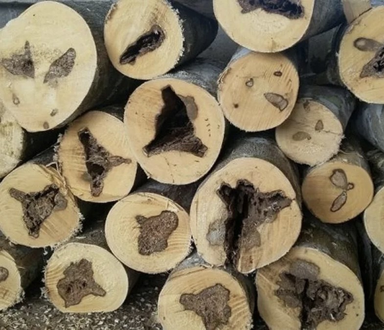 Агаровое дерево