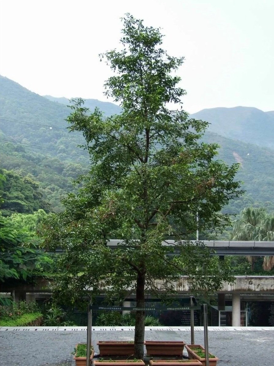 Агаровое дерево