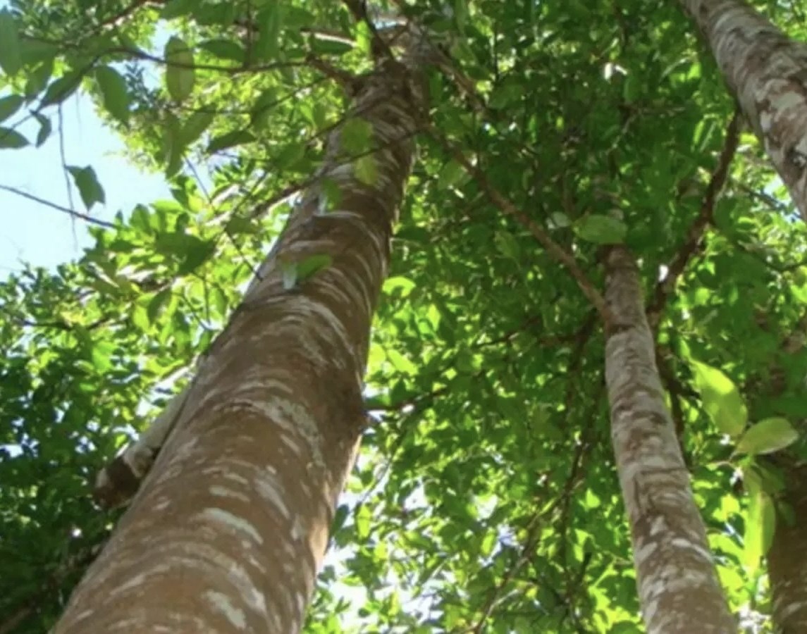 Агаровое дерево