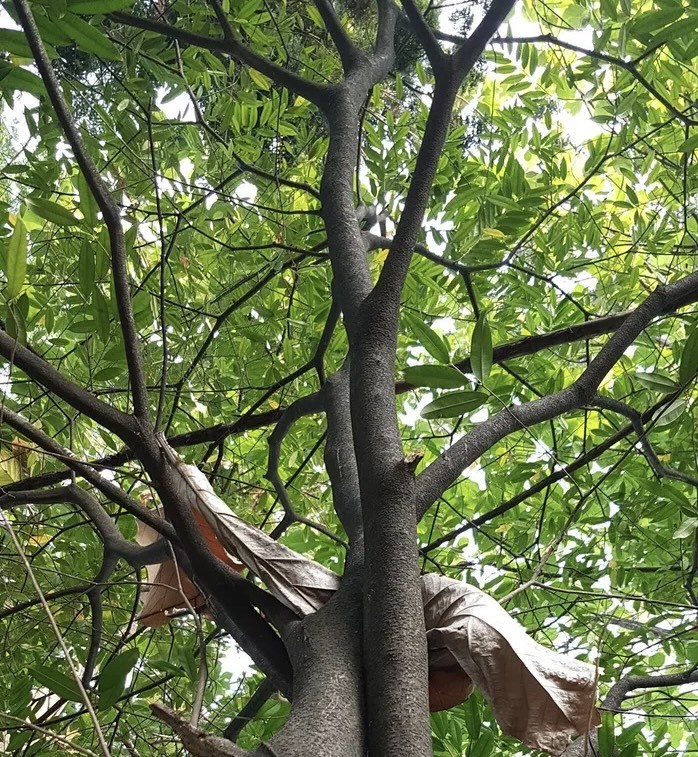 Агаровое дерево