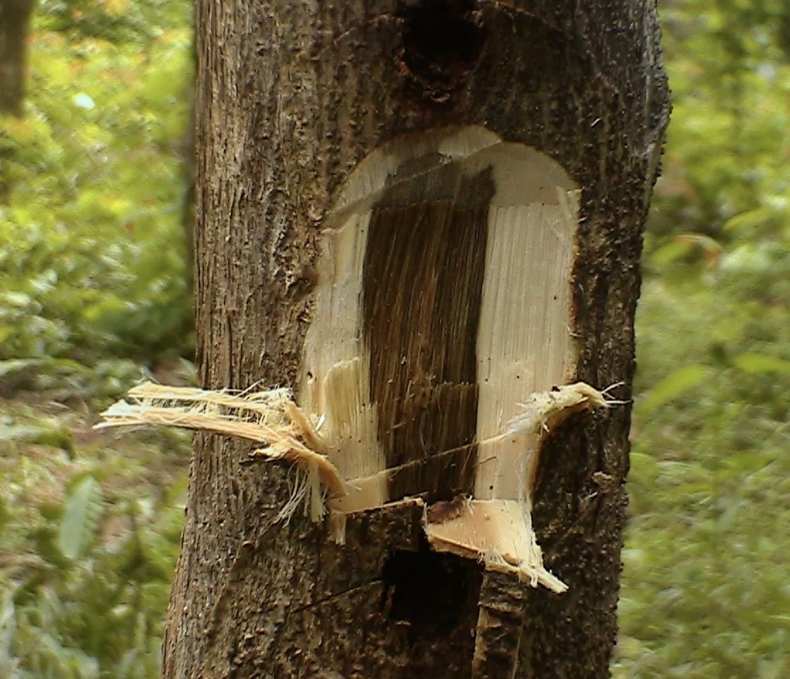 Агаровое дерево