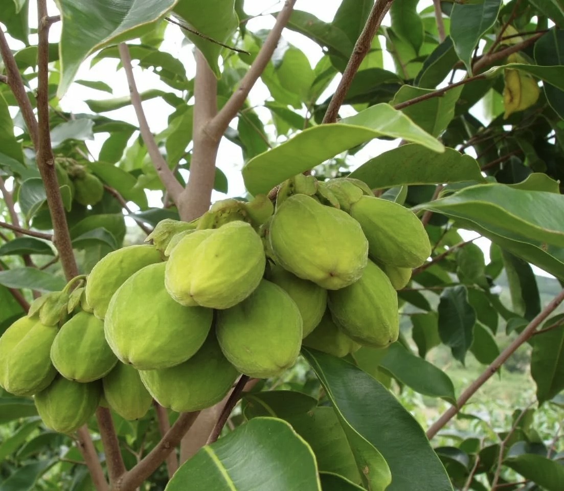 Агаровое дерево