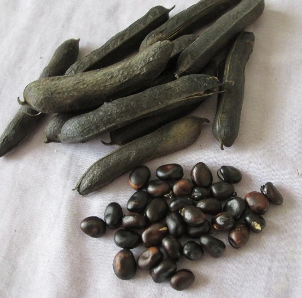 Чёрная соя (кофейная соя)