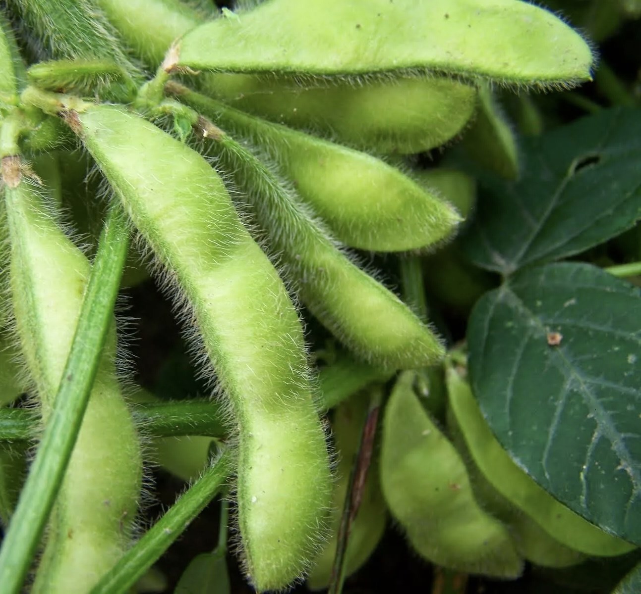 Чёрная соя (кофейная соя)