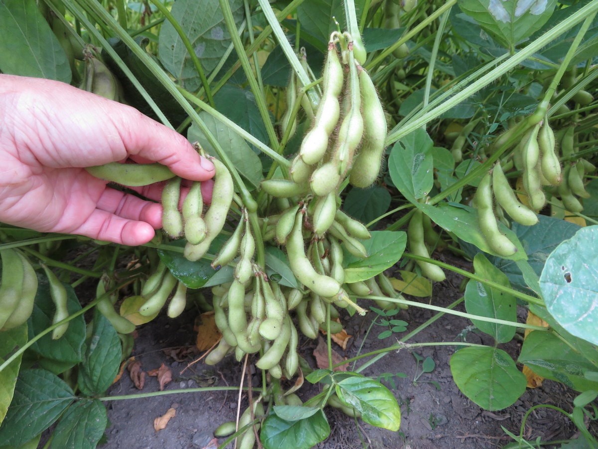 Чёрная соя (кофейная соя)