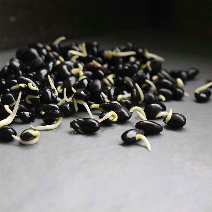 Чёрная соя (кофейная соя)