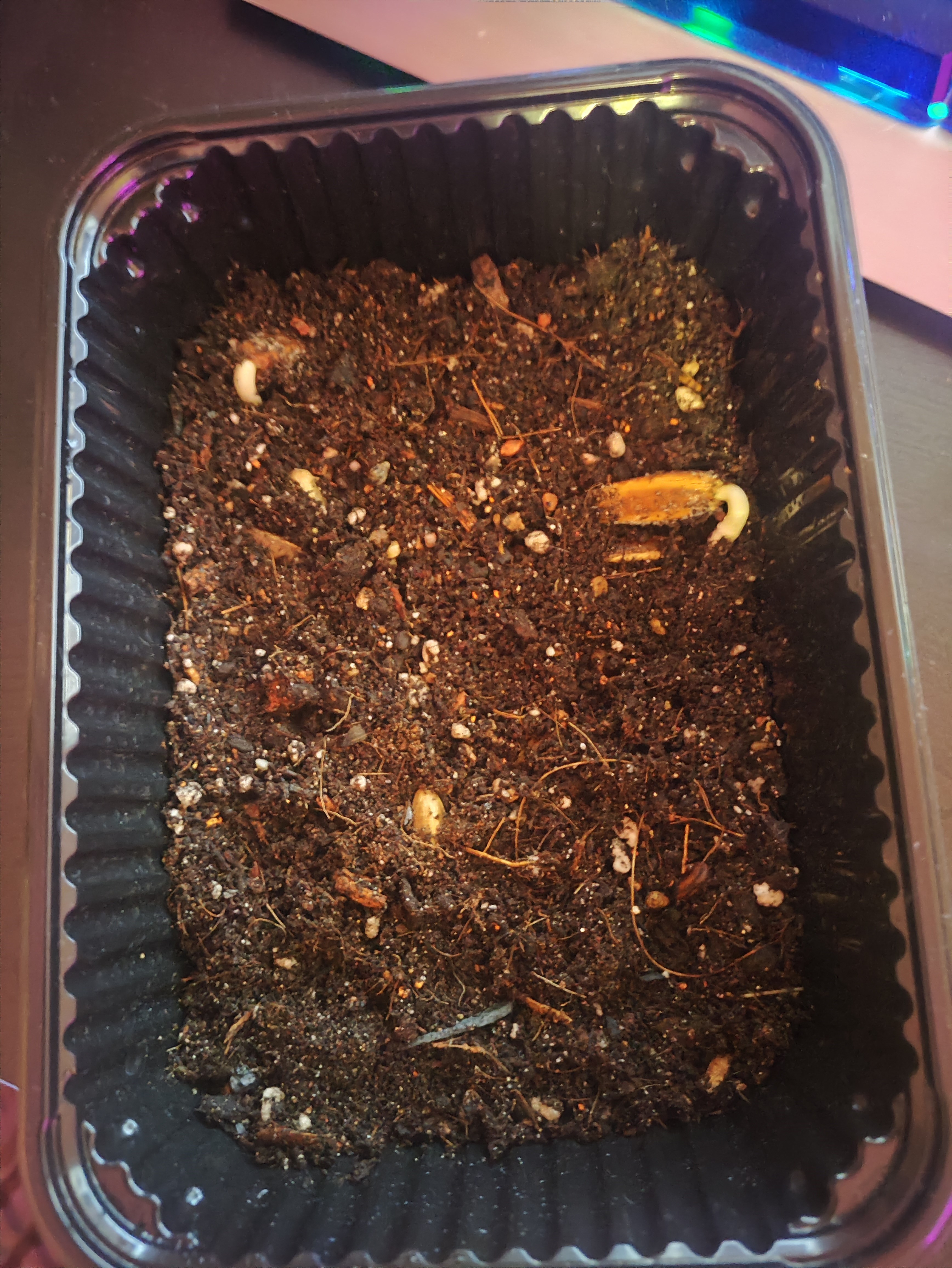 Делоникс королевский