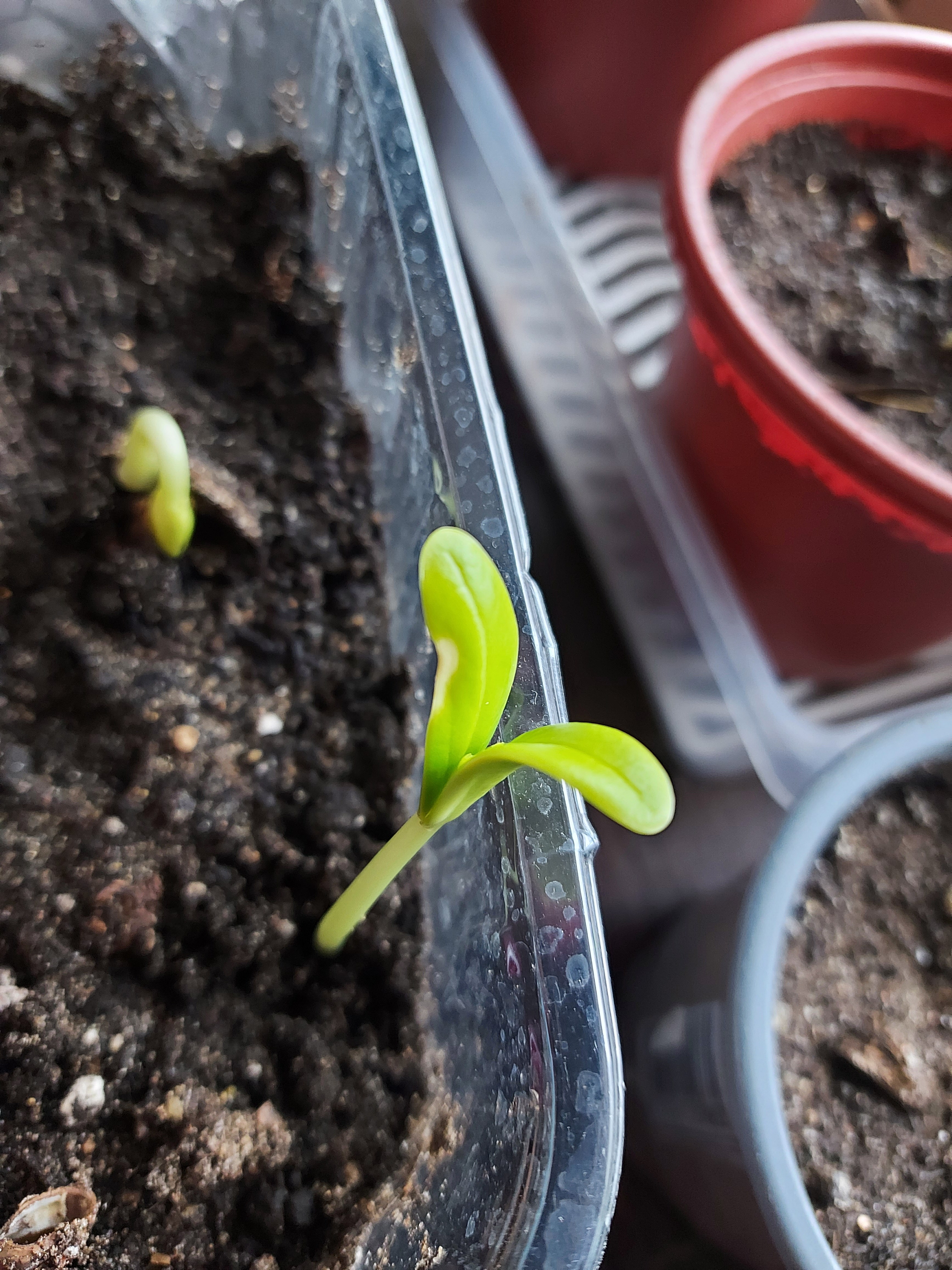 Делоникс королевский