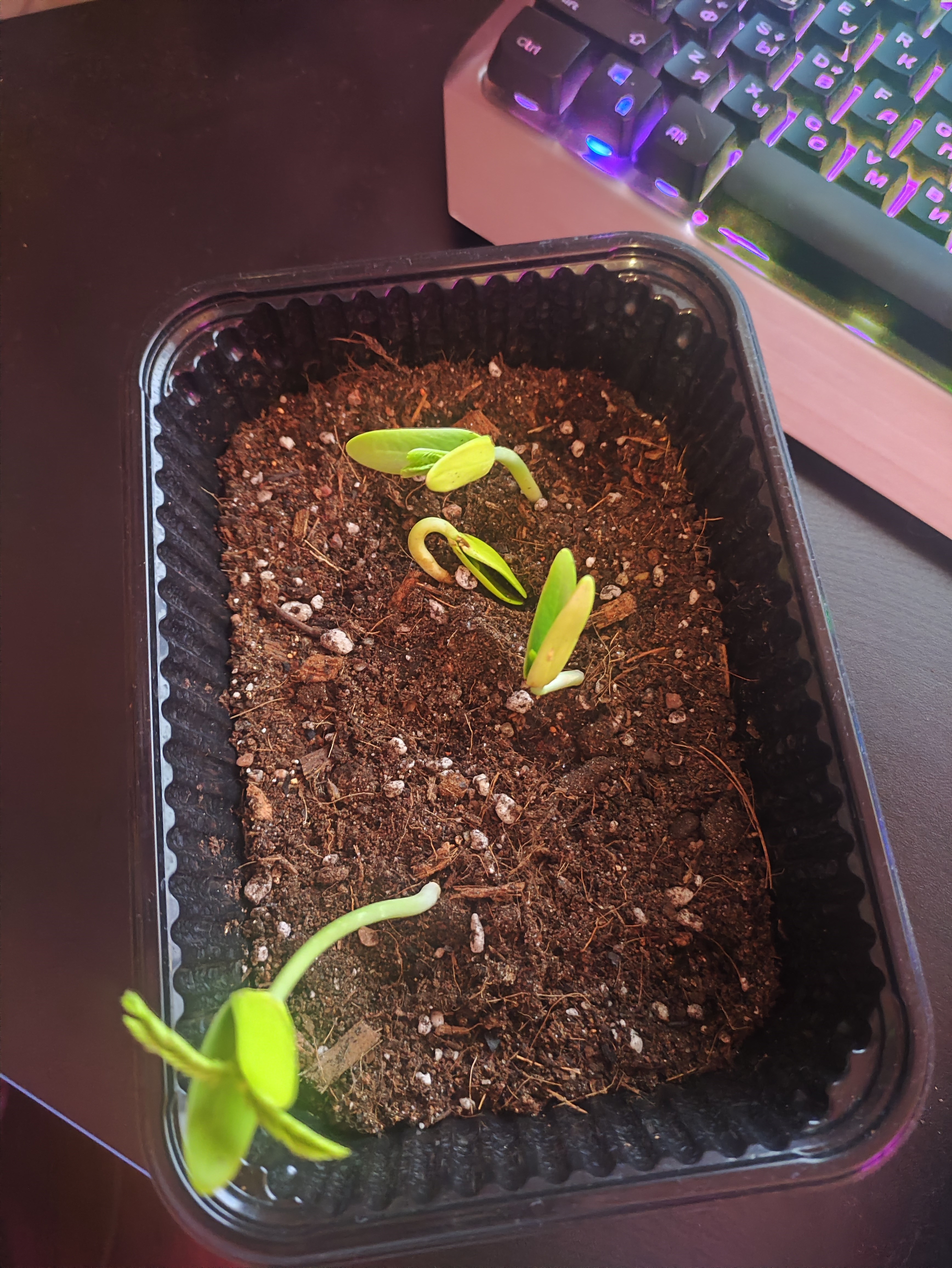 Делоникс королевский