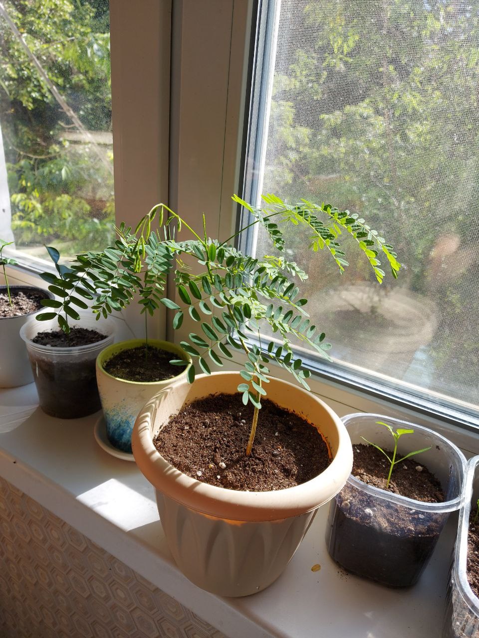 Делоникс королевский