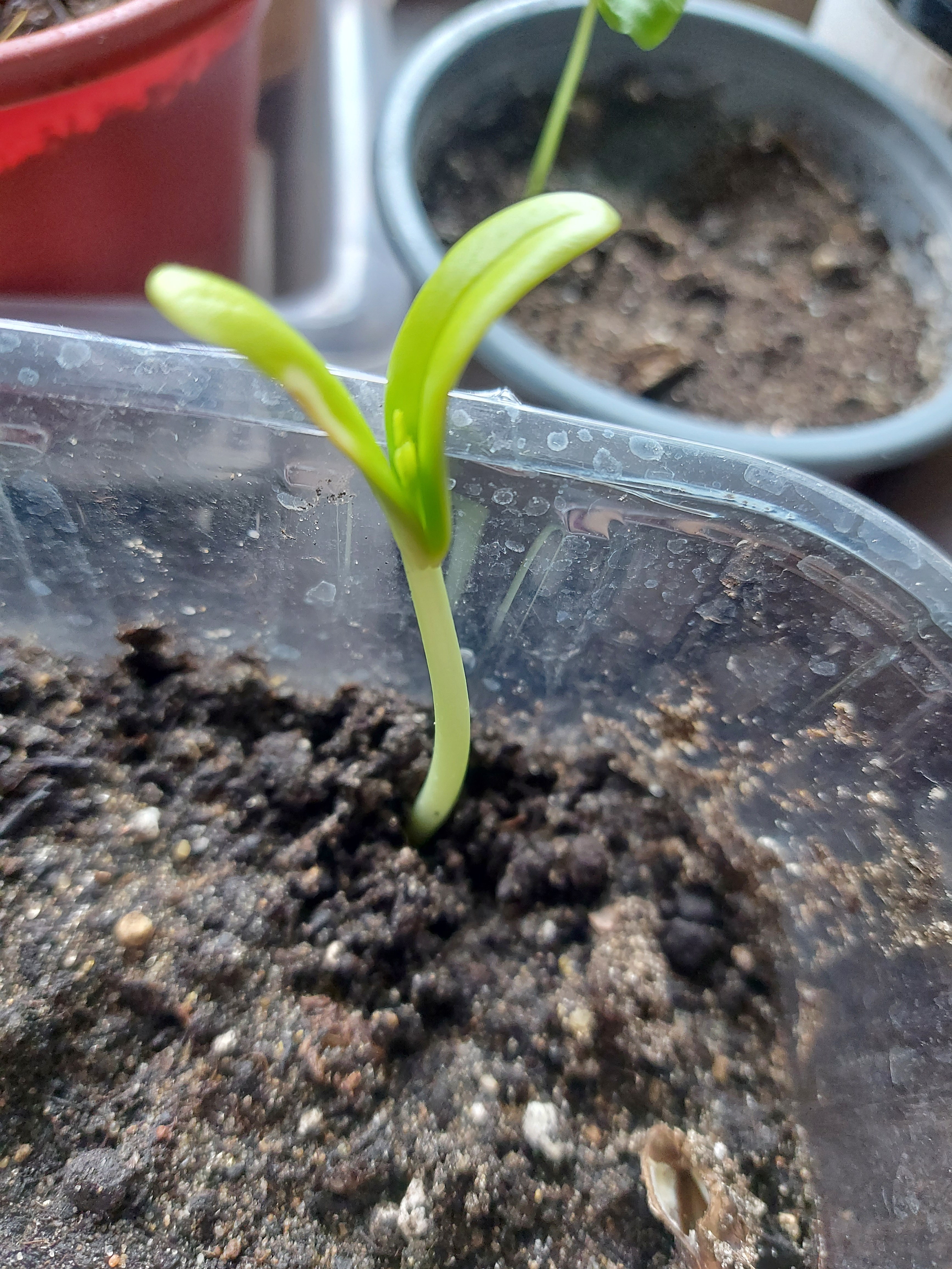 Делоникс королевский