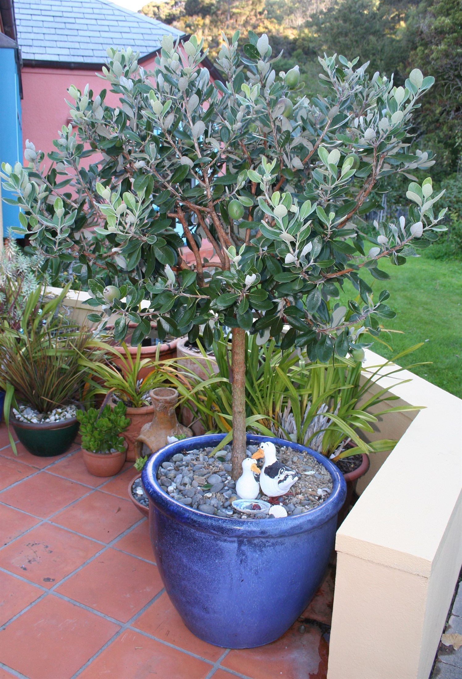 Фейхоа крупноплодный