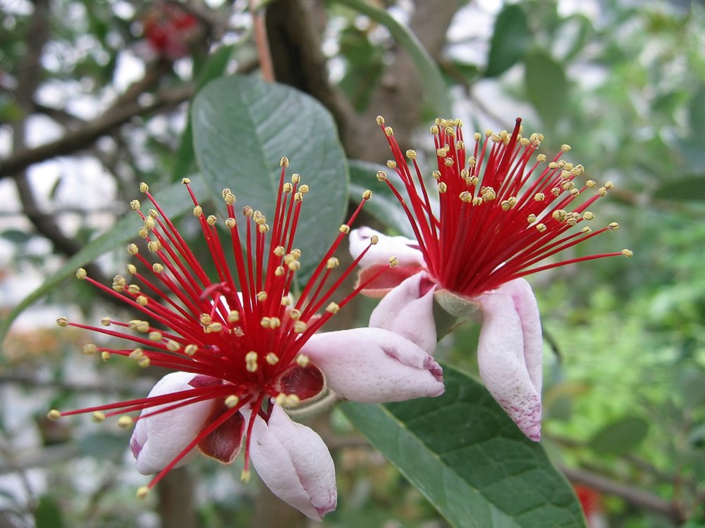 Фейхоа крупноплодный