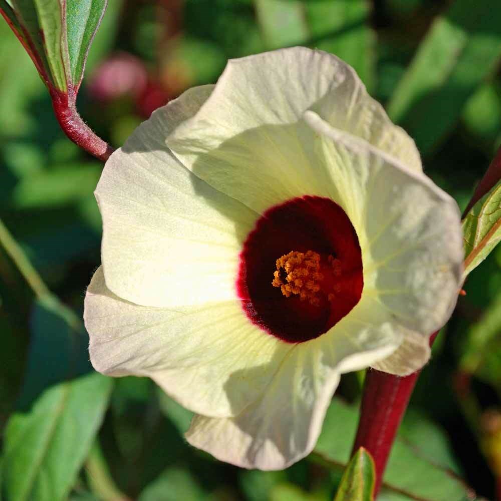 Гибискус сабдариффа (Каркаде)