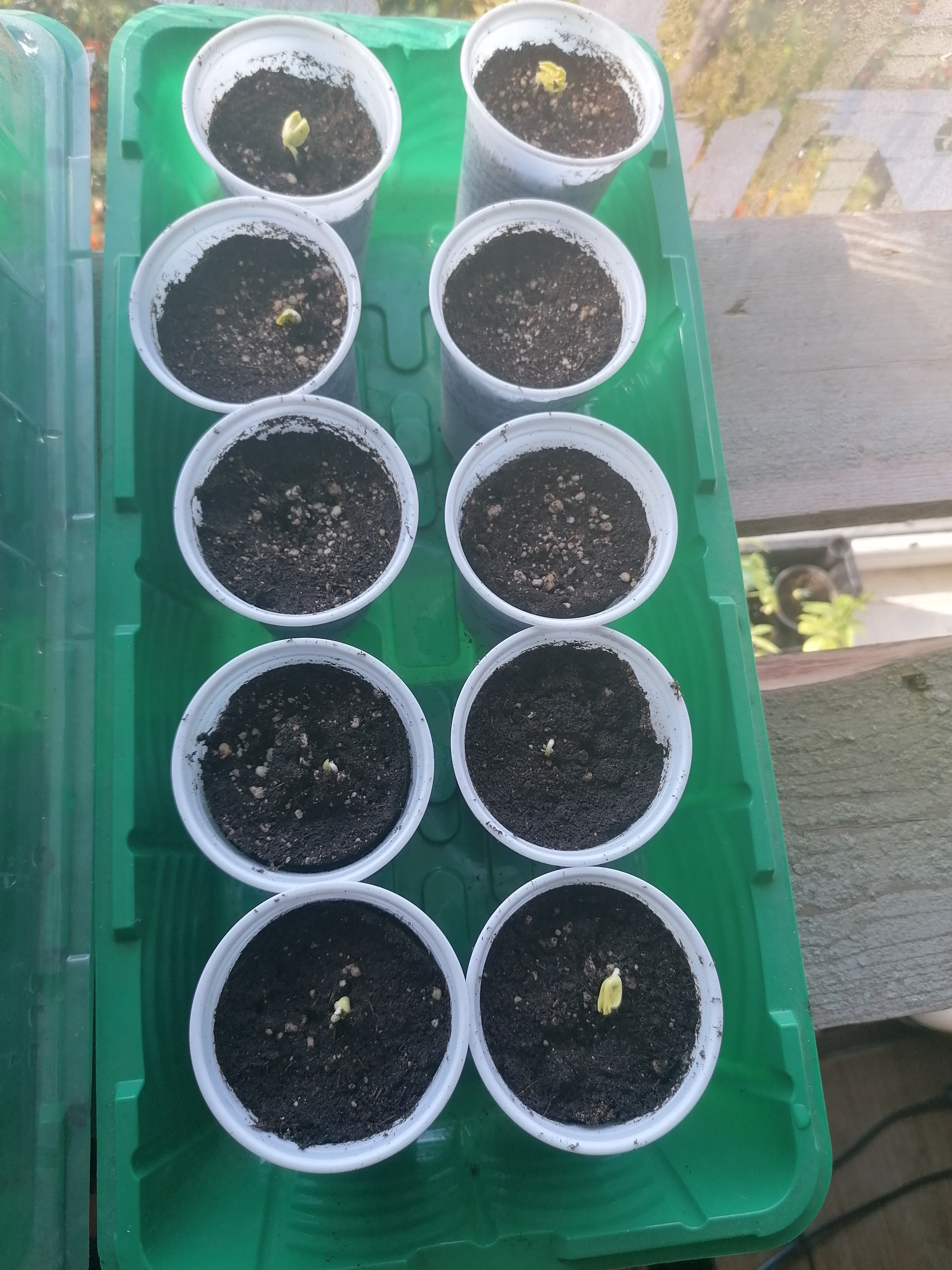 Гибискус сабдариффа (Каркаде)