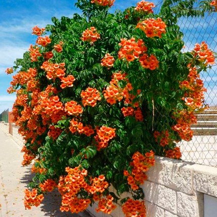 Кампсис укореняющийся