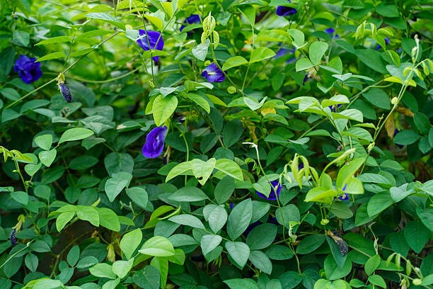 Клитория тройчатая