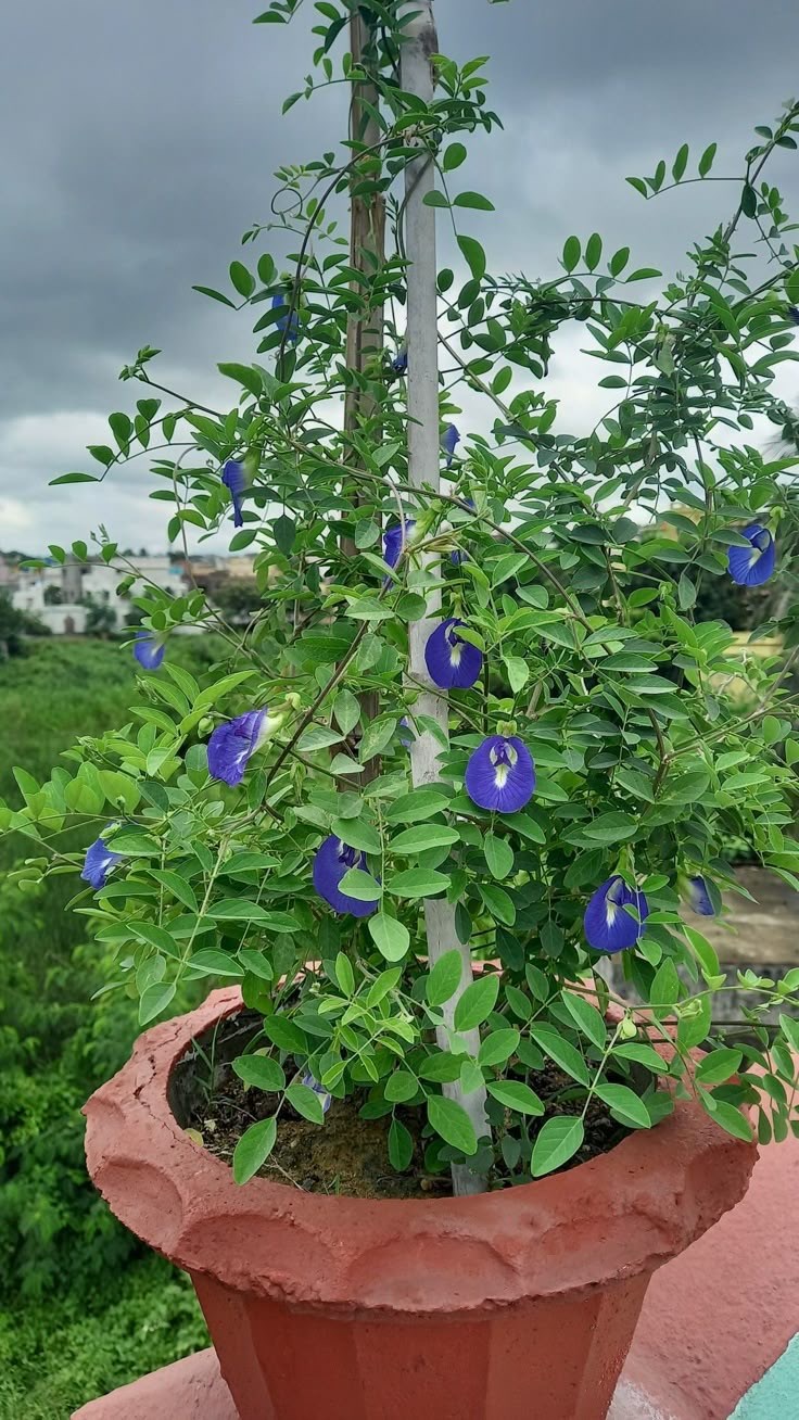 Клитория тройчатая