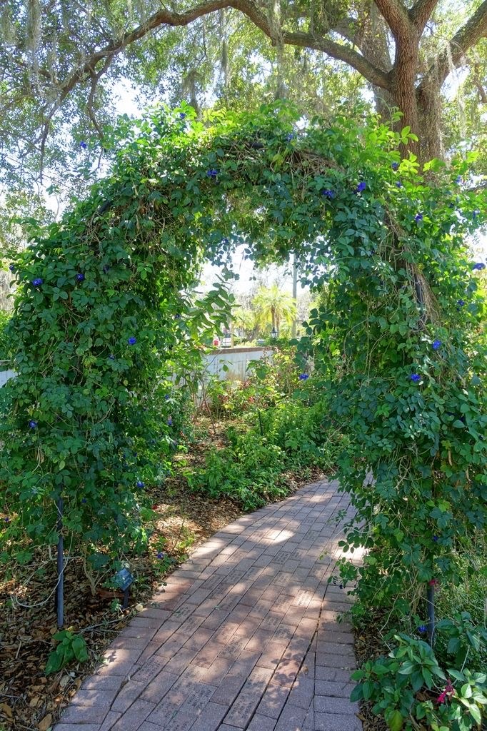 Клитория тройчатая