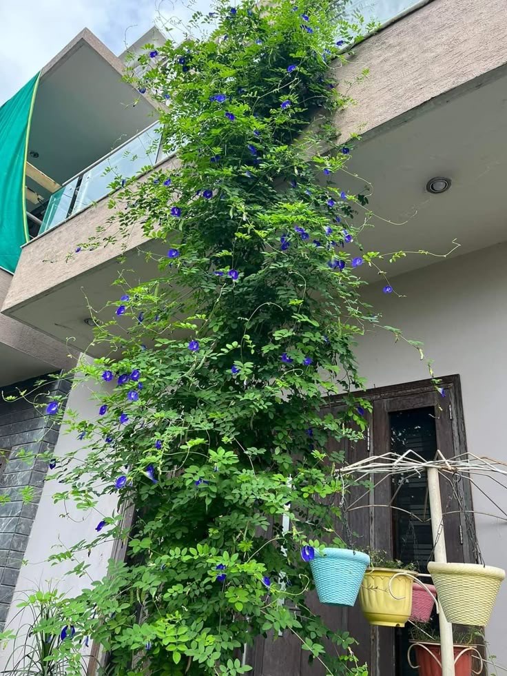 Клитория тройчатая