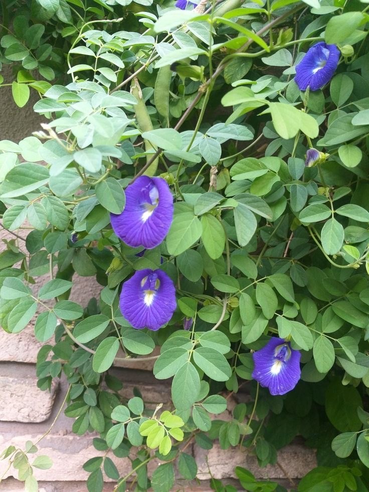 Клитория тройчатая