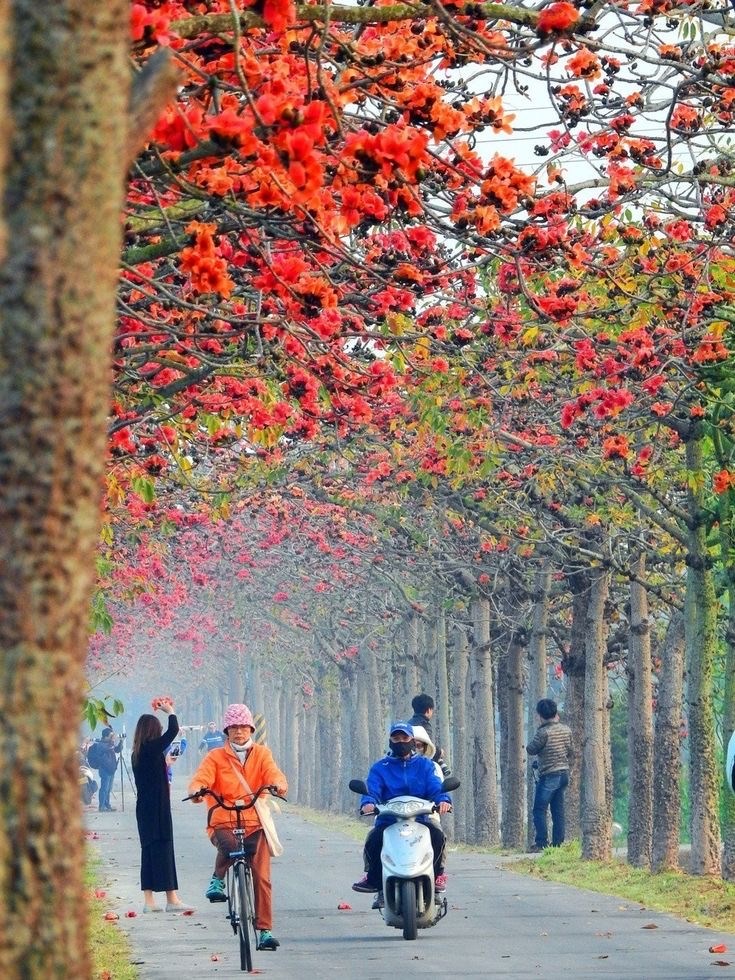 Красное хлопковое дерево