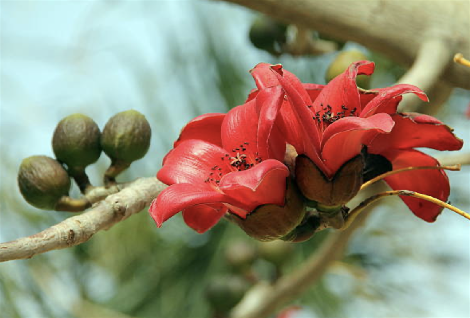 Красное хлопковое дерево