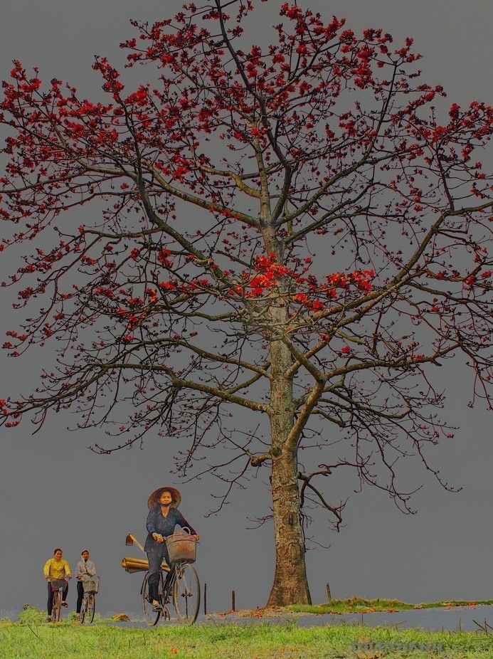 Красное хлопковое дерево