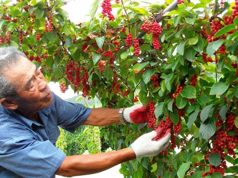 Лимонник китайский