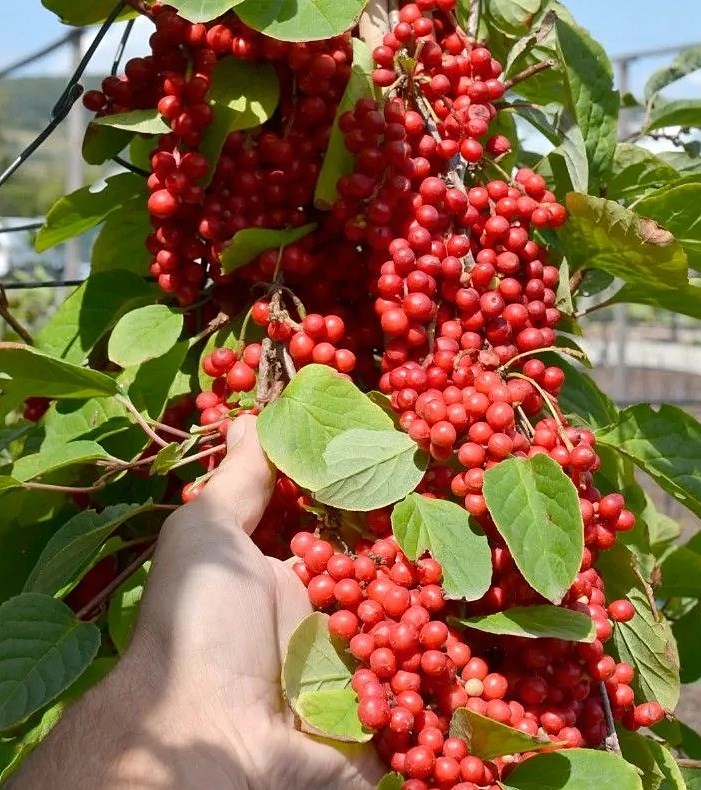 Лимонник китайский