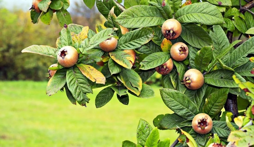 Мушмула германская