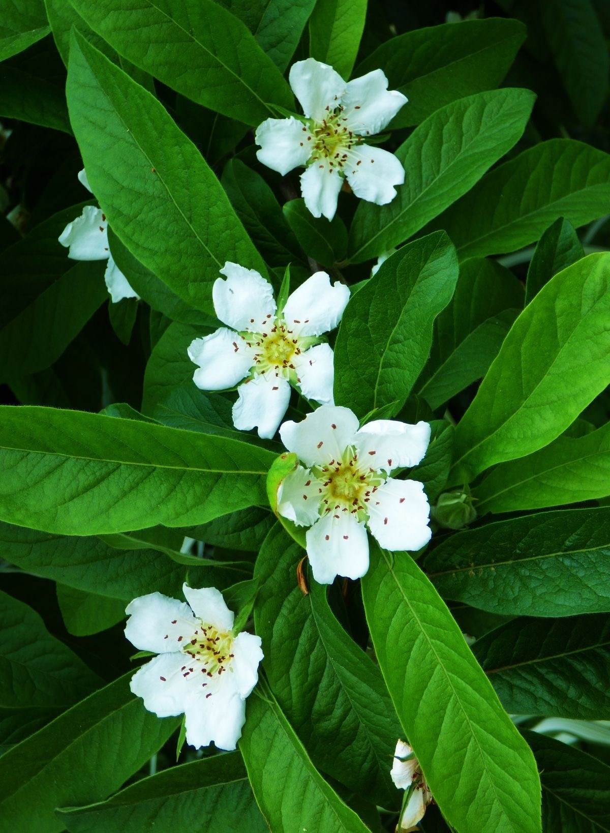 Мушмула германская