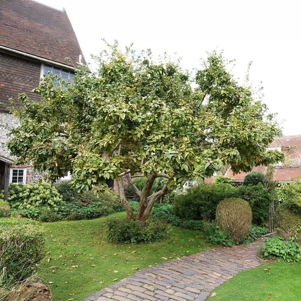 Мушмула германская