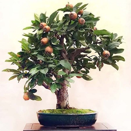 Мушмула германская