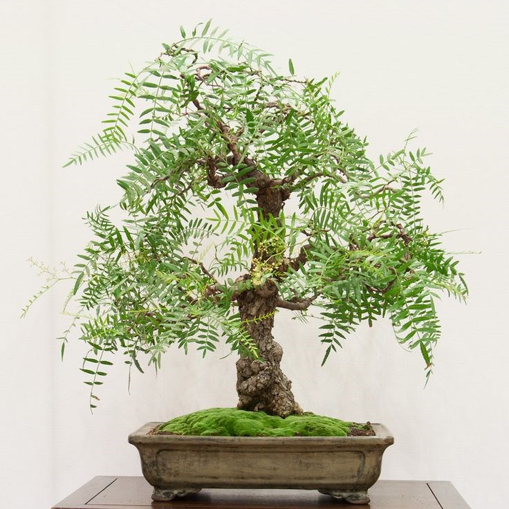 Перуанский перец (Шинус)