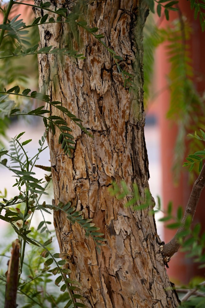 Перуанский перец (Шинус)