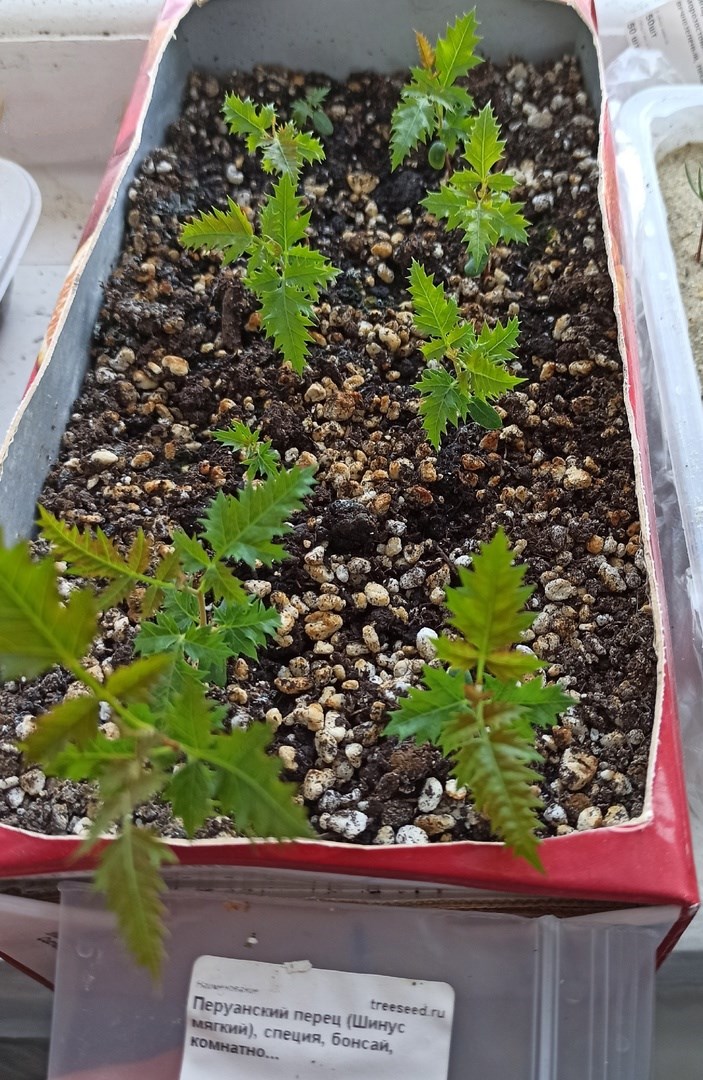 Перуанский перец (Шинус)