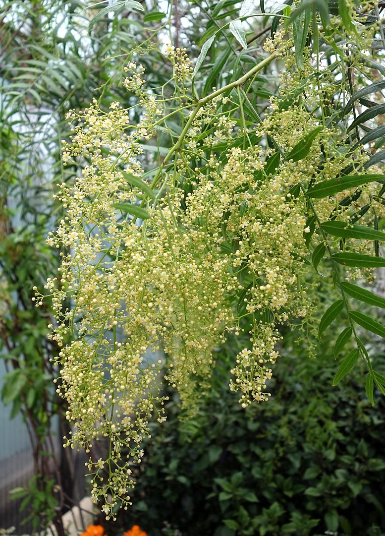 Перуанский перец (Шинус)