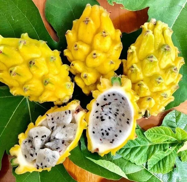 Питахайя жёлтая