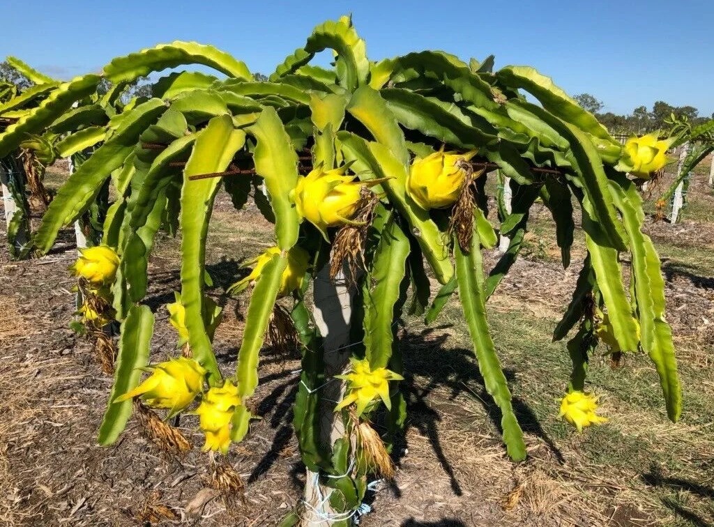 Питахайя жёлтая