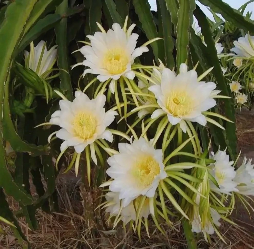 Питахайя жёлтая