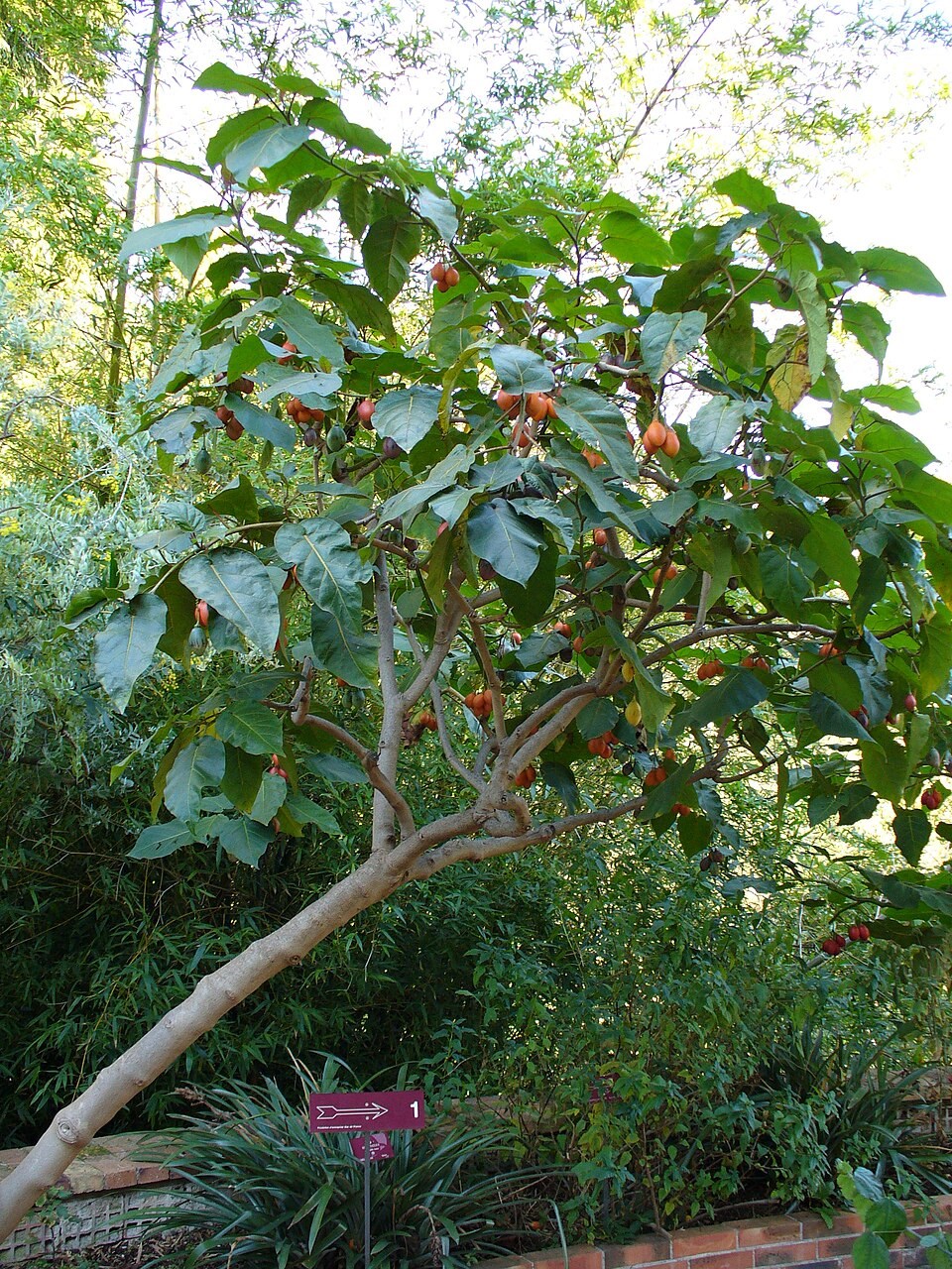 Цифомандра (Тамарилло)