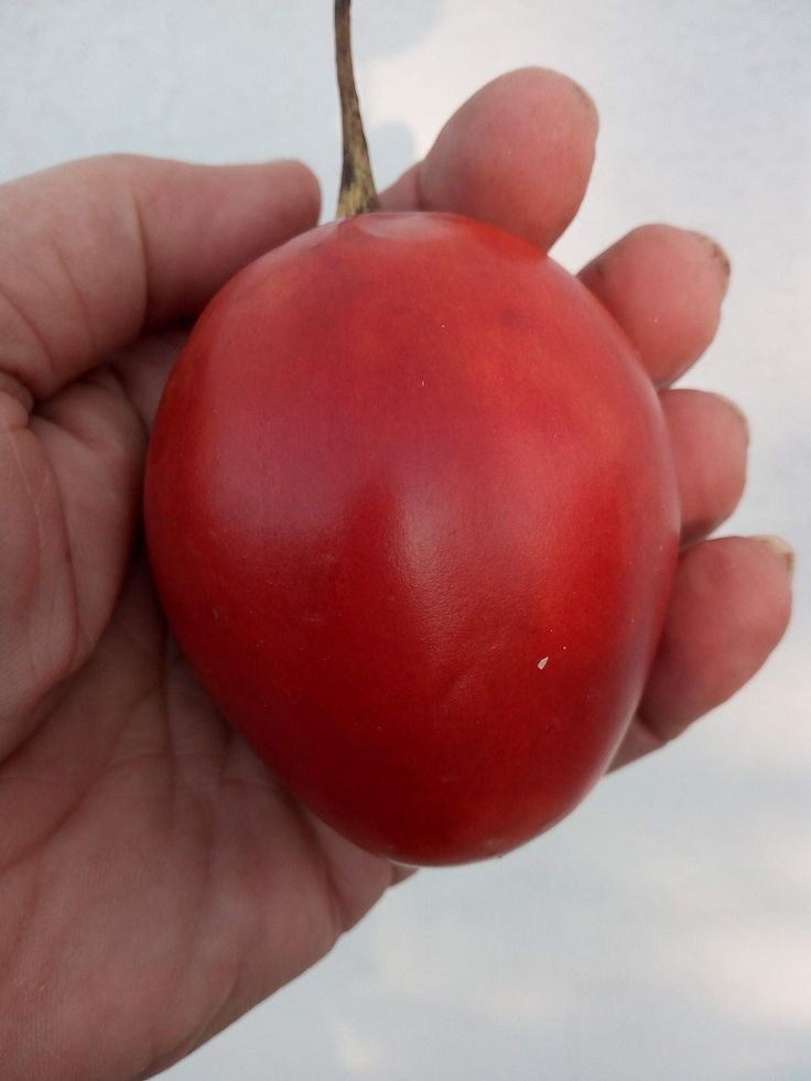 Цифомандра (Тамарилло)