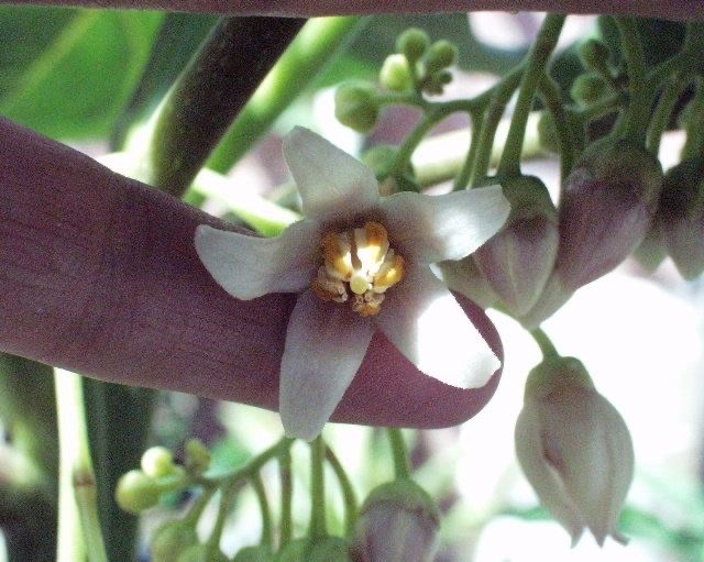 Цифомандра (Тамарилло)