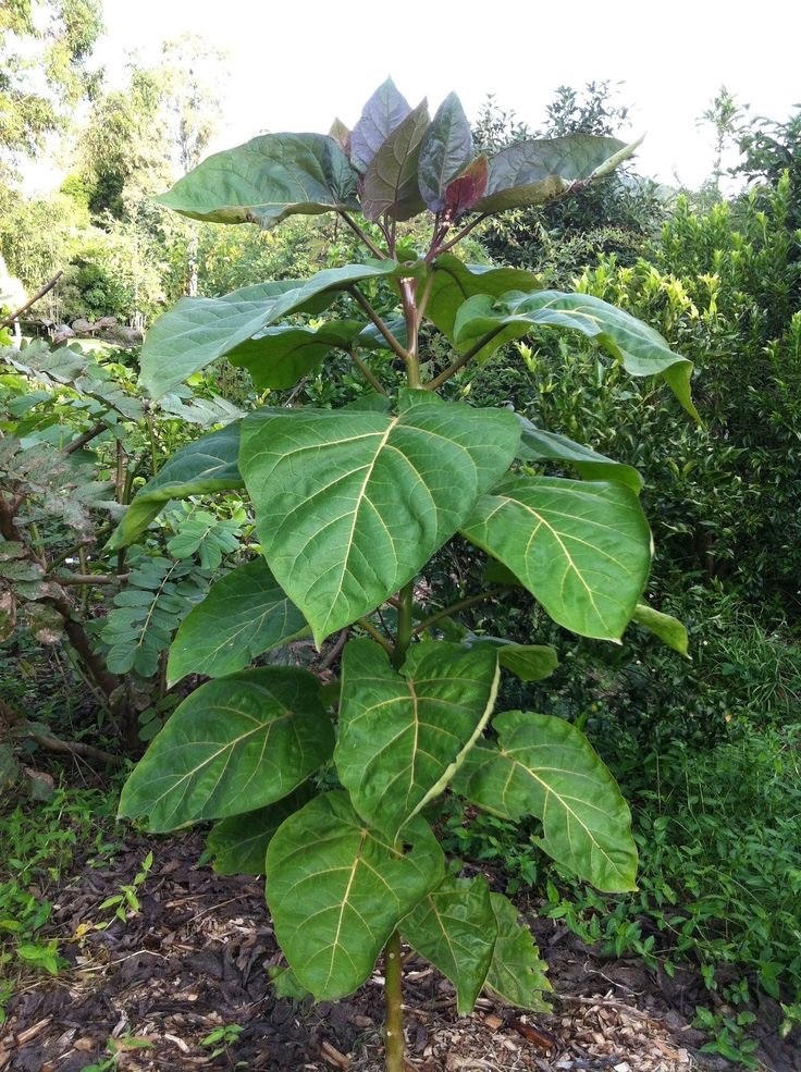 Цифомандра (Тамарилло)